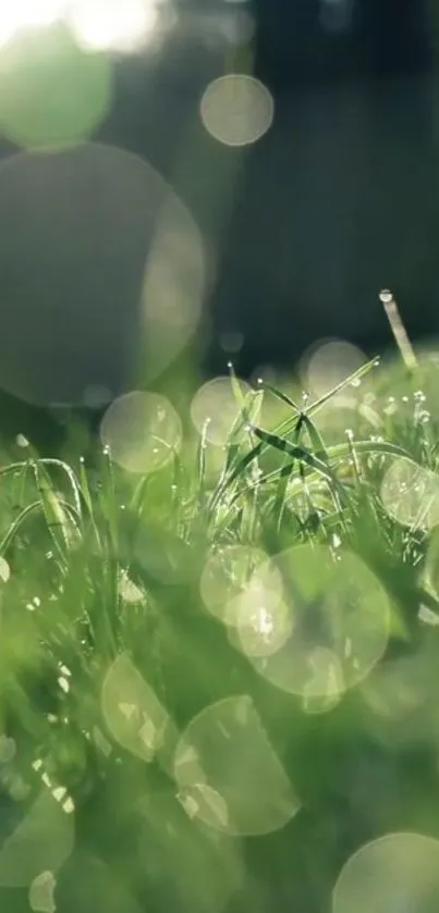 Dewy grass illuminated by soft morning light with bokeh effect.