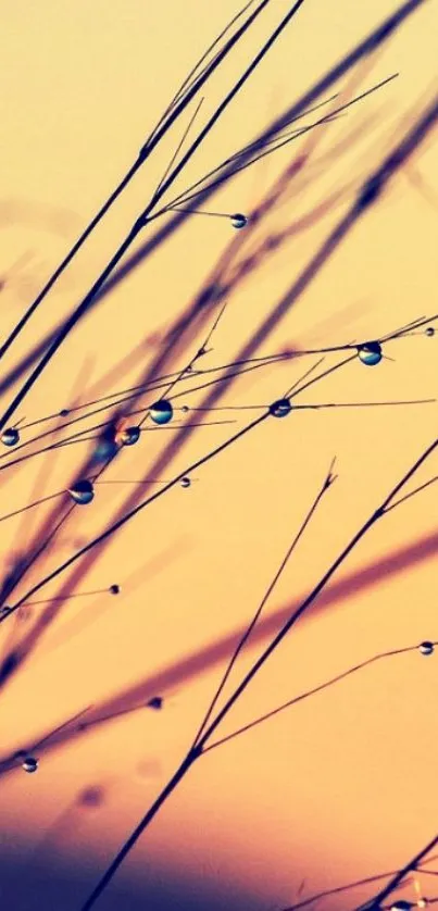 Peaceful sunset with dew-covered grass silhouettes.