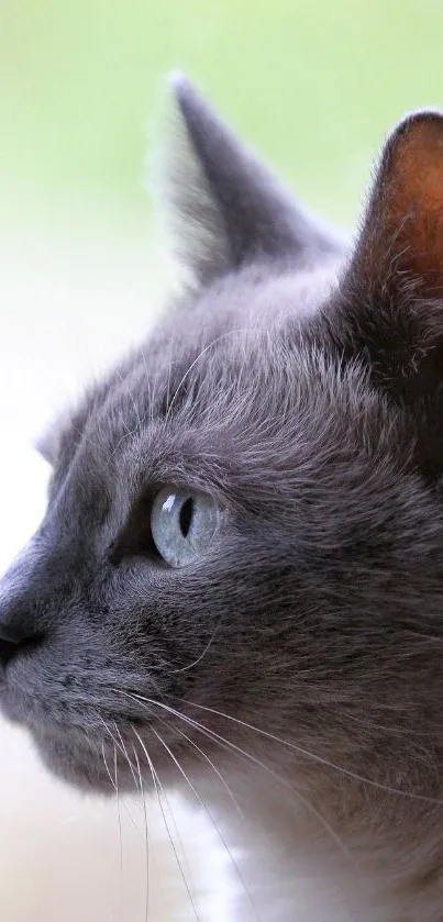 Profile view of a gray cat against a light blurred background.