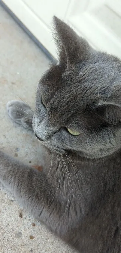 Serene gray cat resting peacefully on a soft surface