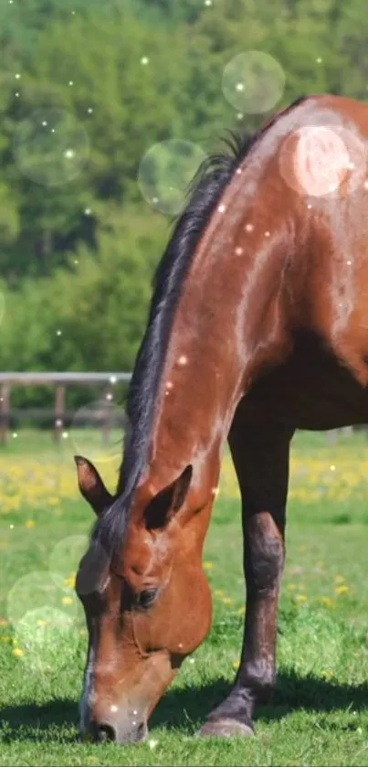 Serene horse grazing in a lush green meadow, creating a peaceful wallpaper.