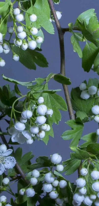 Wallpaper with green leaves and white flowers on a blue background.