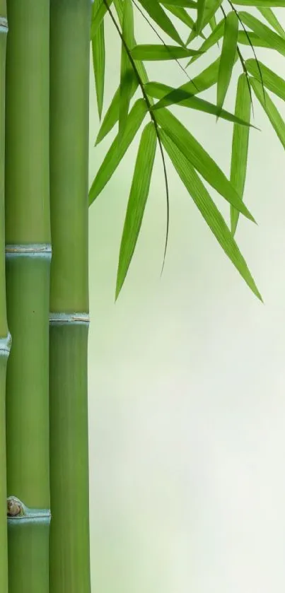 Serene green bamboo wallpaper with leaves.