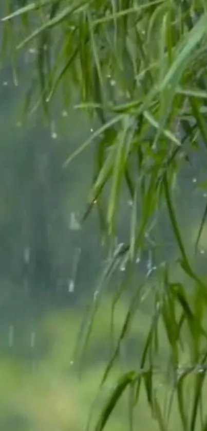 Green bamboo leaves in gentle rain scene.