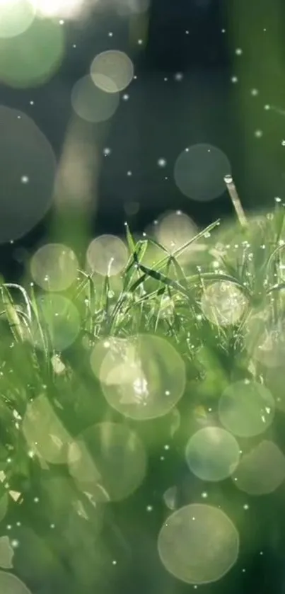 Serene green grass with bokeh effect, showcasing nature's tranquility.
