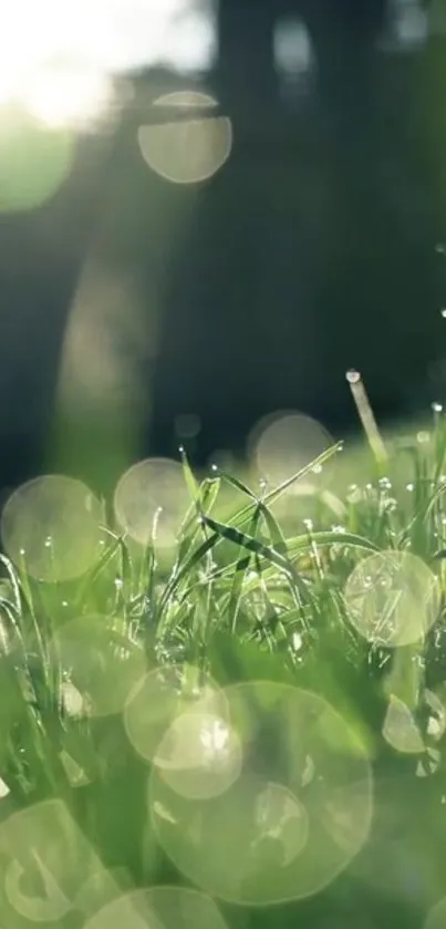 Close-up of dewy grass with green bokeh effect and sunlight.