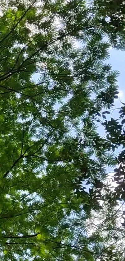 Green tree canopy against a blue sky.