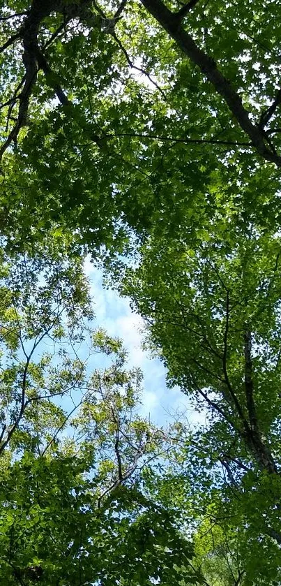 Lush green tree canopy with clear sky view.