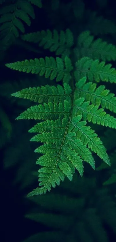 Close-up of serene green fern leaves on a dark background.