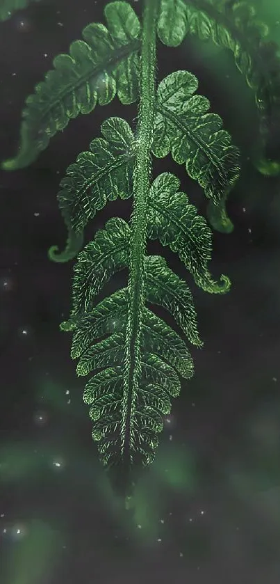 Green fern leaf wallpaper with a serene and natural feel.