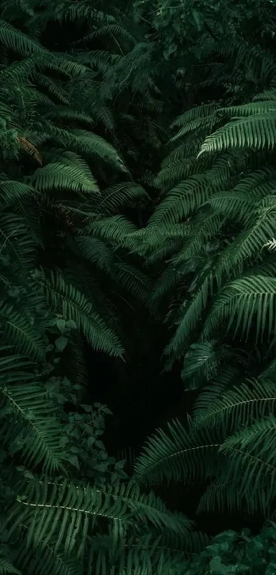 Lush green ferns creating a natural leafy wallpaper.