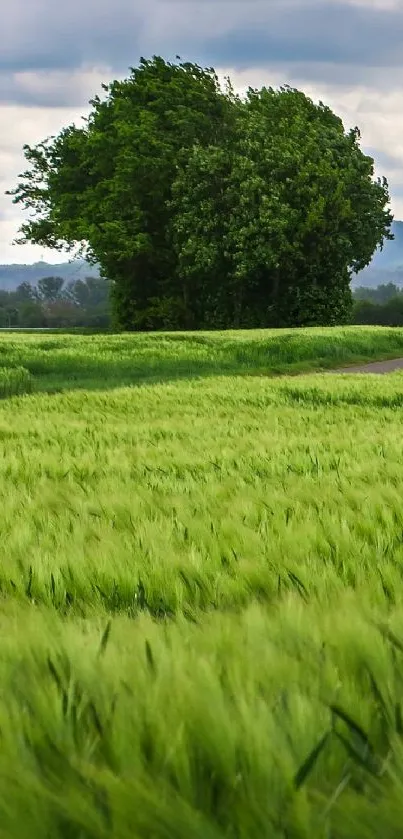 Lush green fields with a distant tree and cloudy sky.