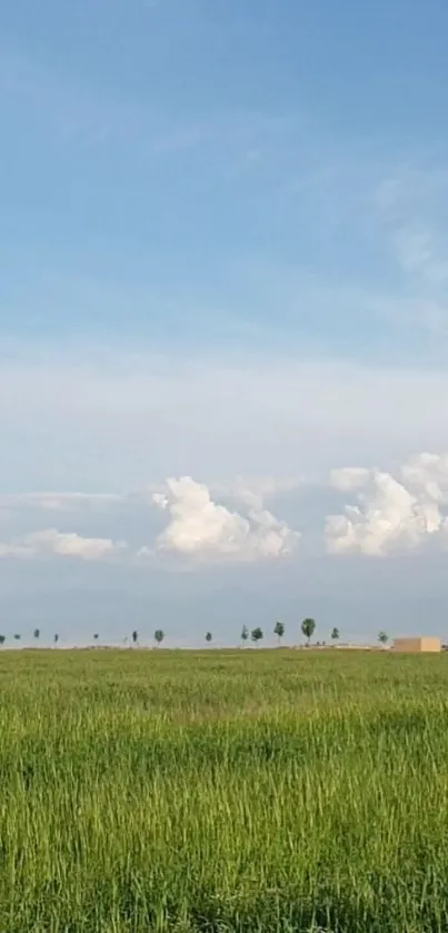 Serene landscape with green field and blue sky.