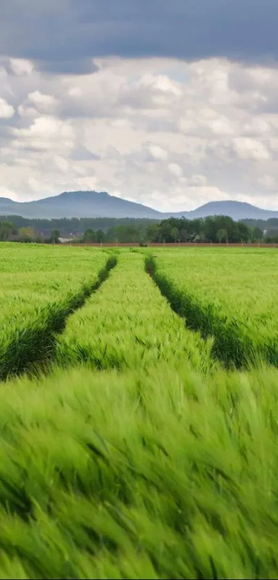 Serene green fields with mountains in the background.