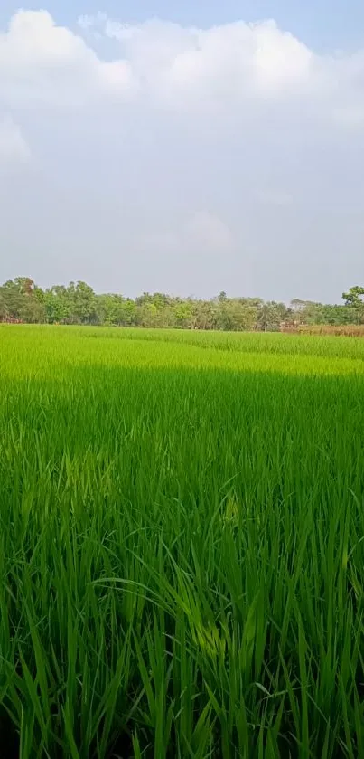 Serene green field with blue sky mobile wallpaper.