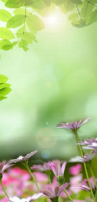 Serene nature wallpaper with green leaves and pink flowers under sunlight.