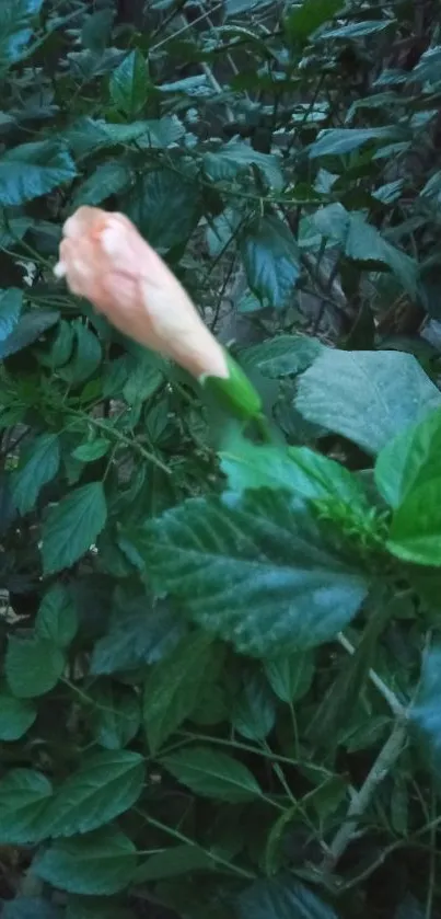 A budding peach flower surrounded by lush green leaves.