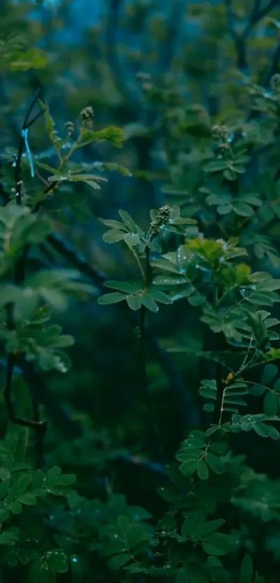 Serene forest foliage with dark green leaves.