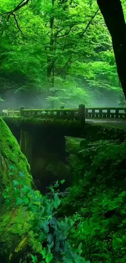 Serene green forest bridge with lush foliage and misty ambiance.