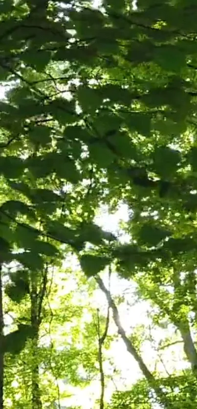 Peaceful green forest canopy with sunlight shimmering through leaves.