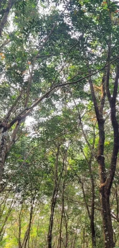 Lush green forest canopy with tall trees and sunlight peeking through.