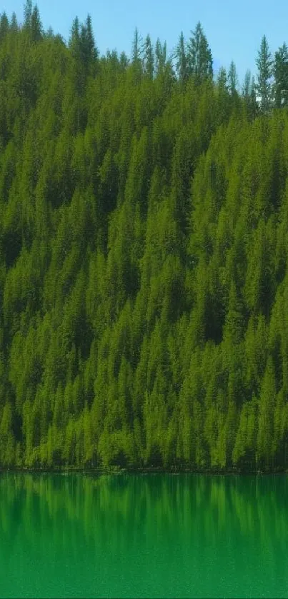 Serene green forest with lake reflection, creating a peaceful natural view.