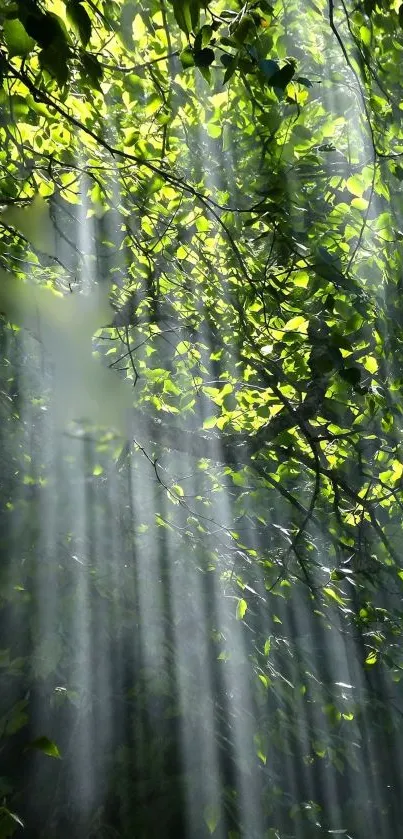 Lush green forest with sun rays filtering through the foliage