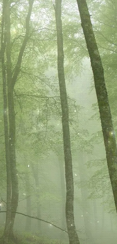 Misty green forest with lush trees creating a serene atmosphere.