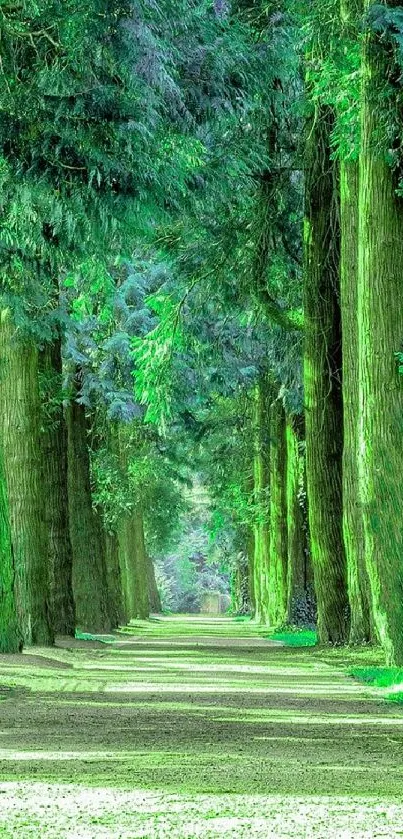 Serene green pathway through a lush forest.