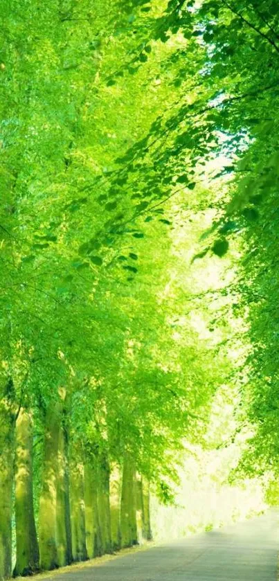 Lush green forest pathway with sunlight filtering through trees.