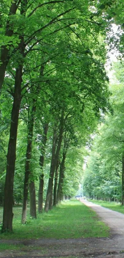 Serene green forest pathway with lush trees.