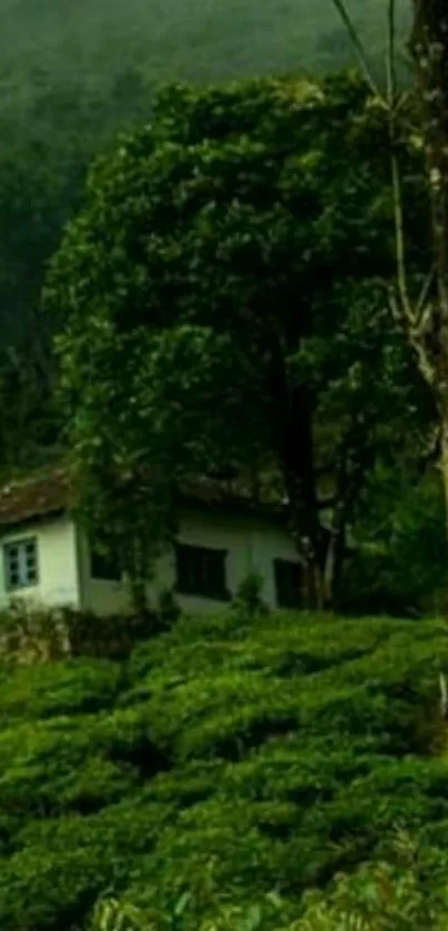 Green forest with a cabin, serene nature view.