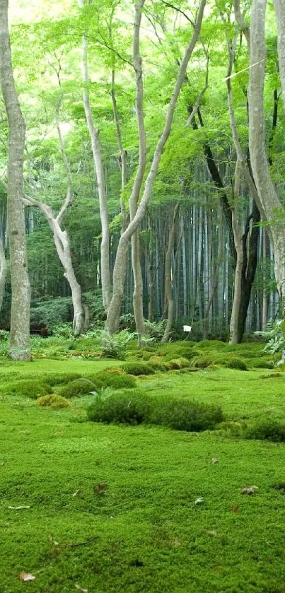 Lush green forest with mossy ground and tall trees wallpaper.