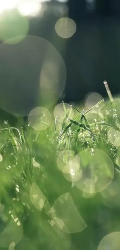 Green grass with bokeh effect in serene mobile wallpaper.