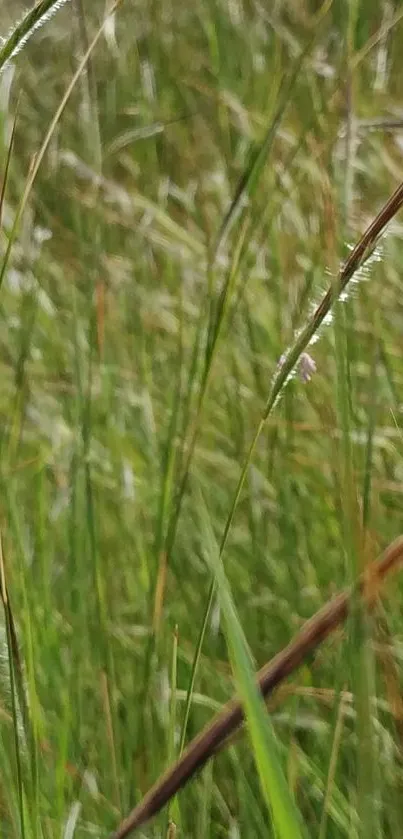 Lush green grass creating a serene mobile wallpaper backdrop.