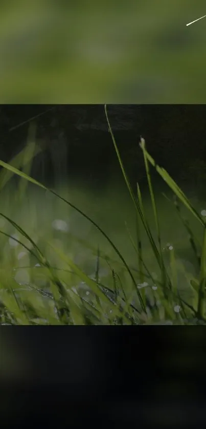 Serene mobile wallpaper with green grass and dewdrops.