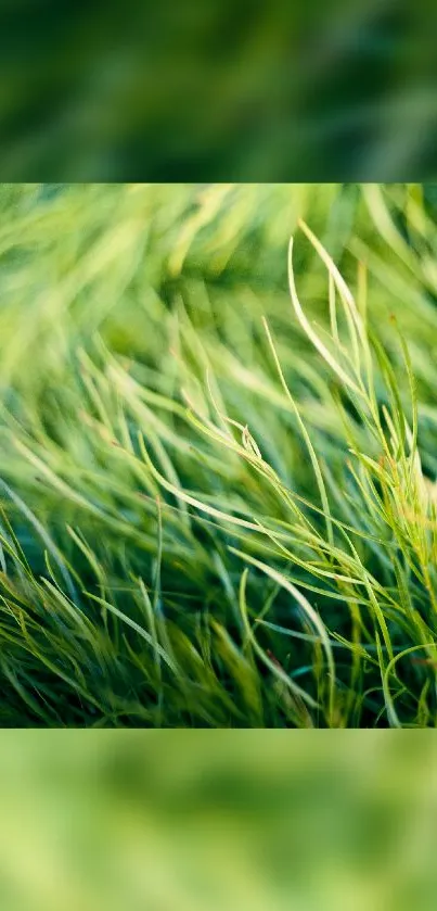 Lush green grass close-up, serene mobile wallpaper.