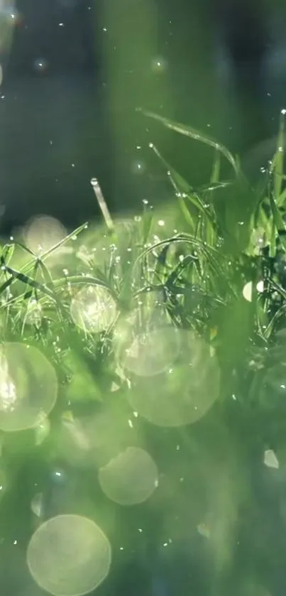 Close-up of green grass with sunlight and dewdrops, creating a serene scene.