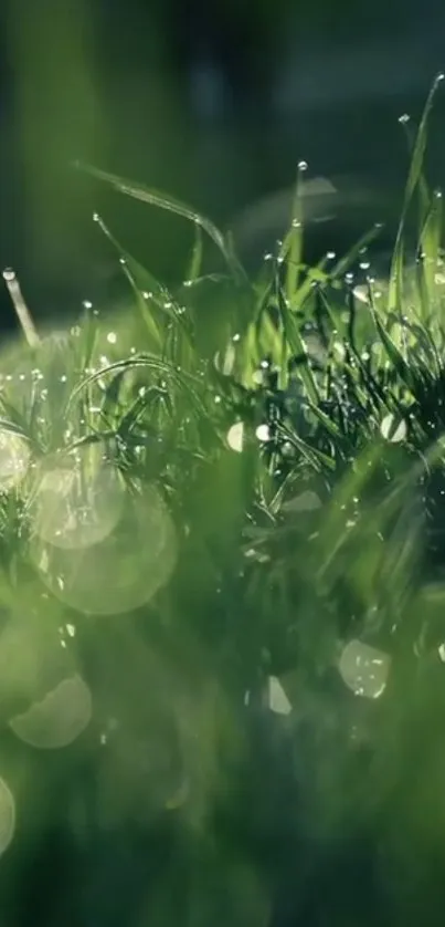 Close-up of green grass with dewdrops creating a serene, natural wallpaper