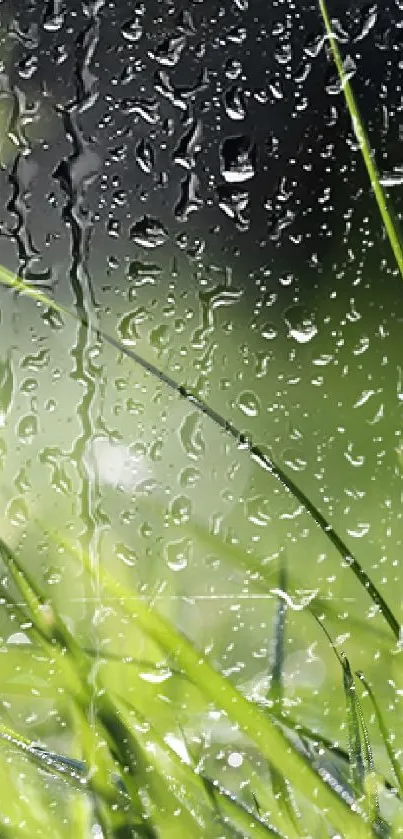 Close-up view of dewy green grass blades in natural light.