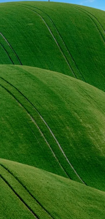 Green rolling hills with a lone tree under a clear blue sky.