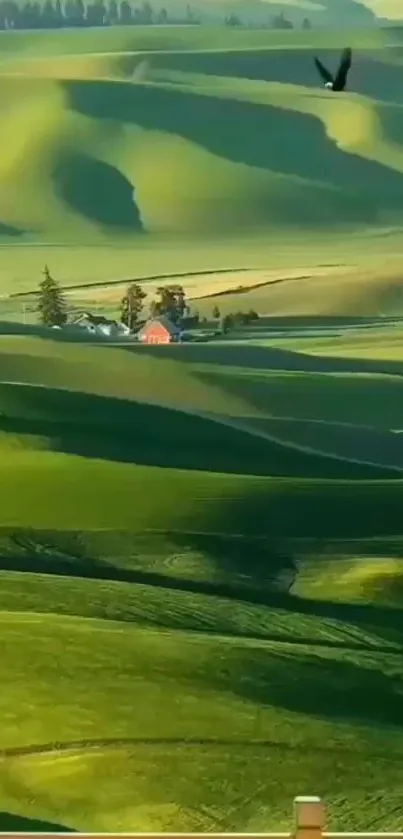 Rolling green hills with a bird soaring above at sunset.