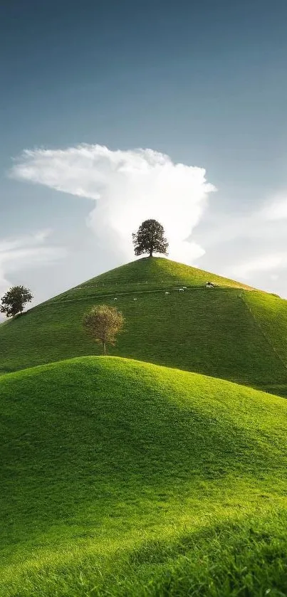 Lush green hills with lone trees under a dramatic sky.