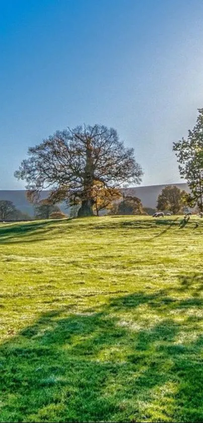 Serene green landscape wallpaper with tree and blue sky.