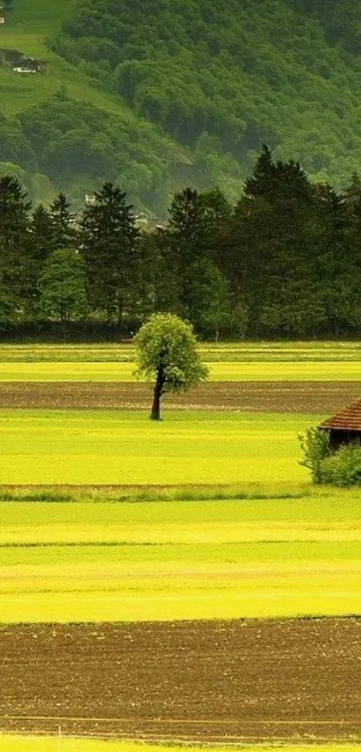 Green landscape mobile wallpaper with fields and a tree.