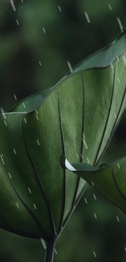 Close-up of green leaves with raindrops on a serene background.