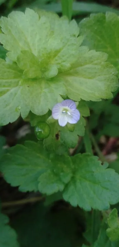 Green leaves with a small purple flower.