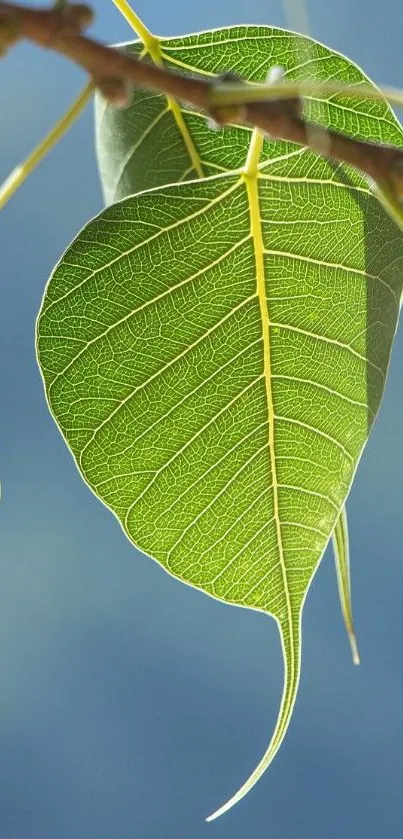 Close-up of a green leaf against a blue background.