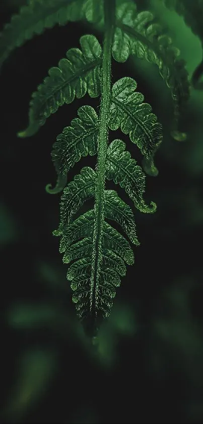 Close-up of dark green fern leaf against a blurred background.