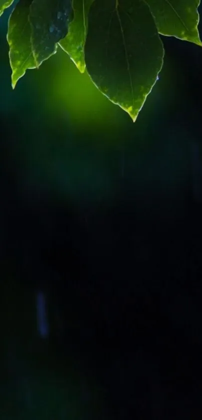 Close-up of green leaves with dark background.